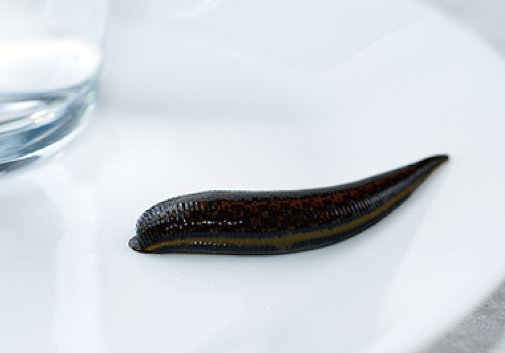 MEDICINAL LEECH